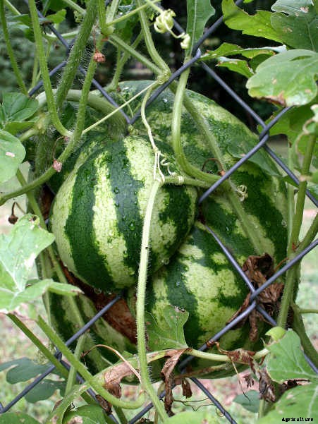 How To Grow Watermelon: The Ultimate Guide To Summer’s Bounty