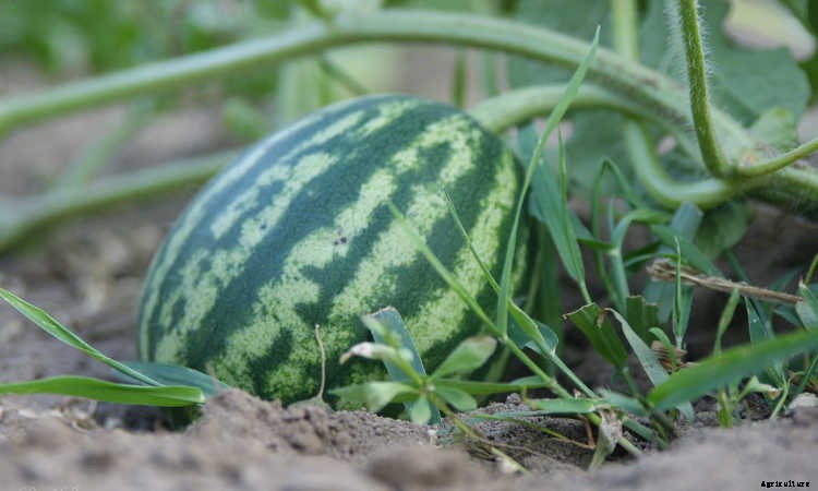 How To Grow Watermelon: The Ultimate Guide To Summer’s Bounty