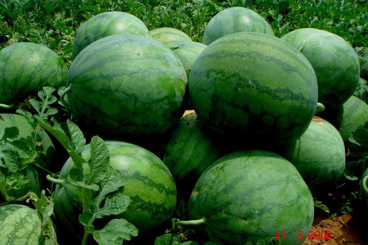 How To Grow Watermelon: The Ultimate Guide To Summer’s Bounty
