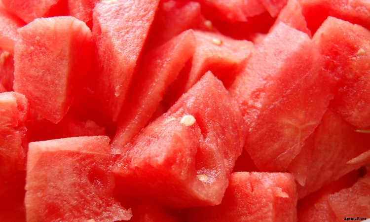 How To Grow Watermelon: The Ultimate Guide To Summer’s Bounty