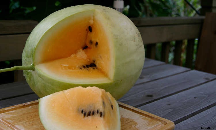 How To Grow Watermelon: The Ultimate Guide To Summer’s Bounty