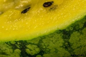 How To Grow Watermelon: The Ultimate Guide To Summer’s Bounty