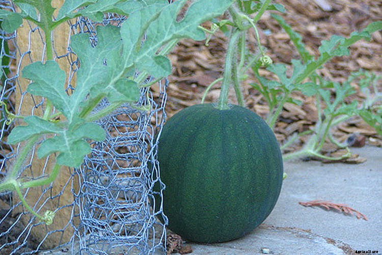 How To Grow Watermelon: The Ultimate Guide To Summer’s Bounty