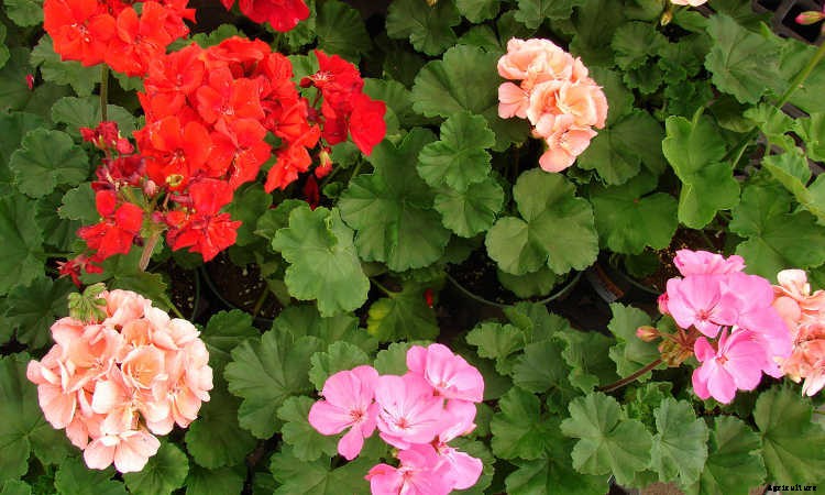 Geraniums: Grow These Prolific & Colorful Flowers In Your Garden