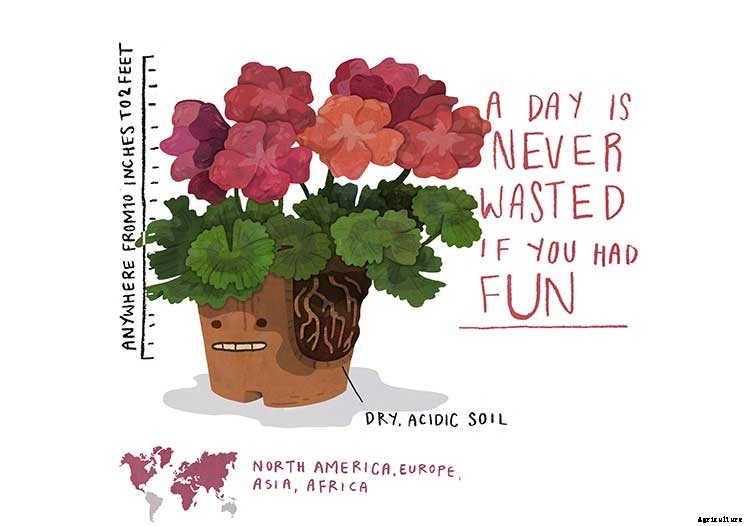 Geraniums: Grow These Prolific & Colorful Flowers In Your Garden