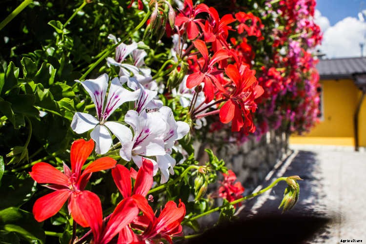 Geraniums: Grow These Prolific & Colorful Flowers In Your Garden