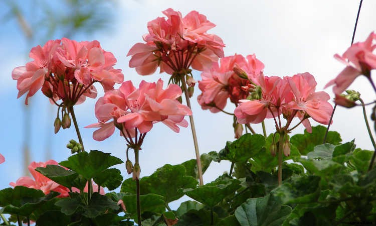 Geraniums: Grow These Prolific & Colorful Flowers In Your Garden
