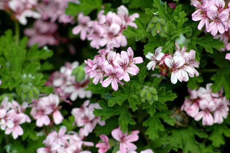 Geraniums: Grow These Prolific & Colorful Flowers In Your Garden