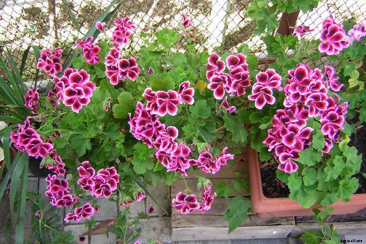 Geraniums: Grow These Prolific & Colorful Flowers In Your Garden