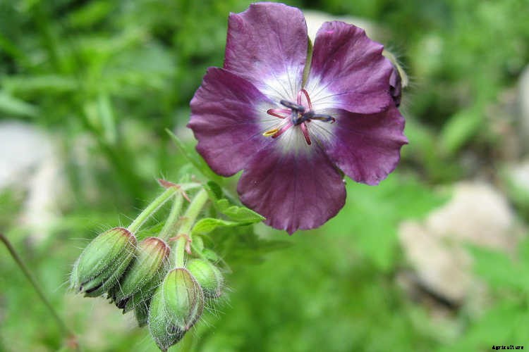 Geraniums: Grow These Prolific & Colorful Flowers In Your Garden