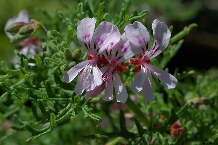 Geraniums: Grow These Prolific & Colorful Flowers In Your Garden
