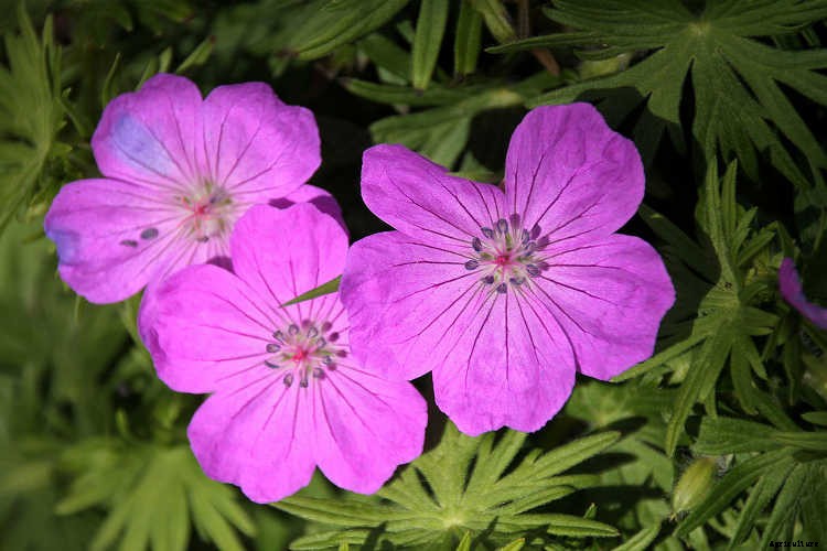 Geraniums: Grow These Prolific & Colorful Flowers In Your Garden