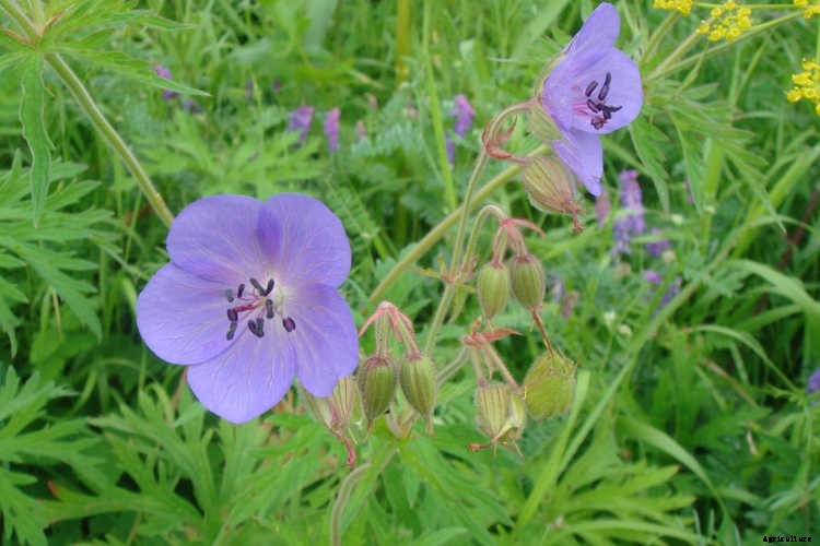 Geraniums: Grow These Prolific & Colorful Flowers In Your Garden