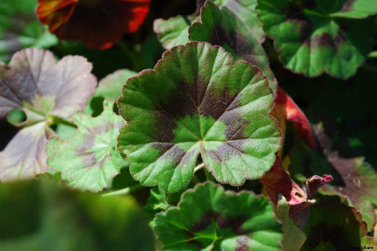 Geraniums: Grow These Prolific & Colorful Flowers In Your Garden