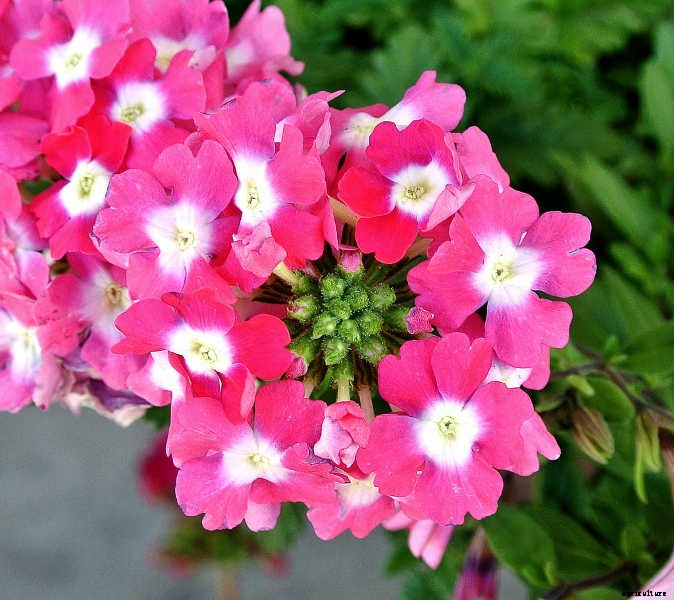 Geraniums: Grow These Prolific & Colorful Flowers In Your Garden