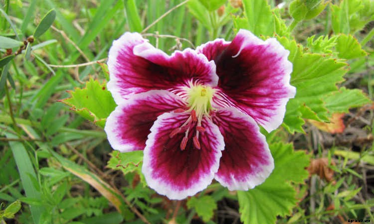 Geraniums: Grow These Prolific & Colorful Flowers In Your Garden
