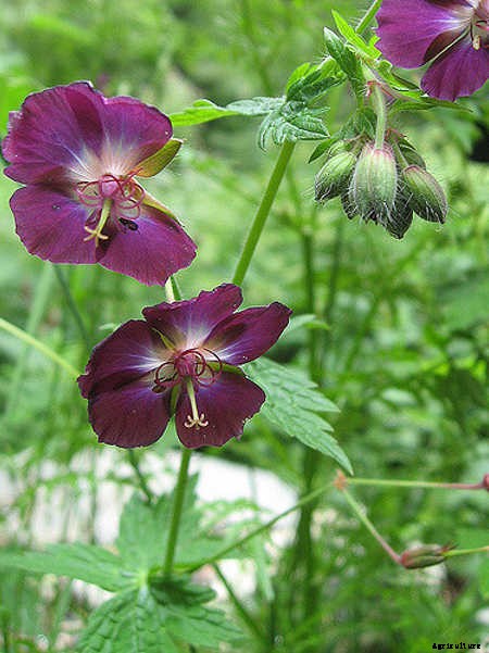 Geraniums: Grow These Prolific & Colorful Flowers In Your Garden