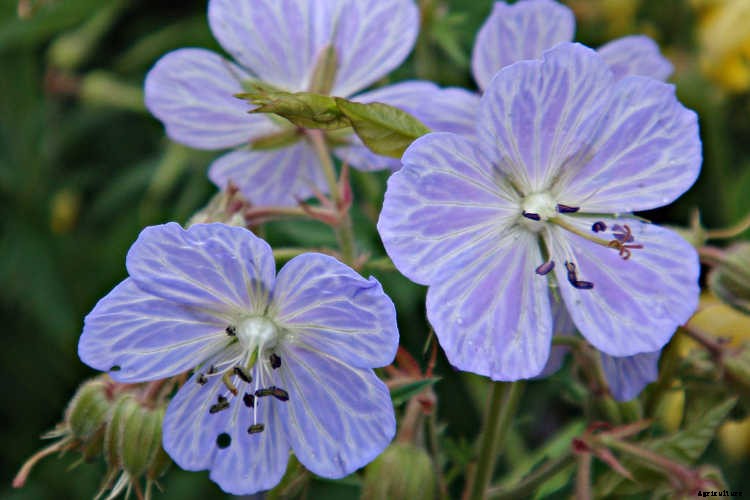 Geraniums: Grow These Prolific & Colorful Flowers In Your Garden