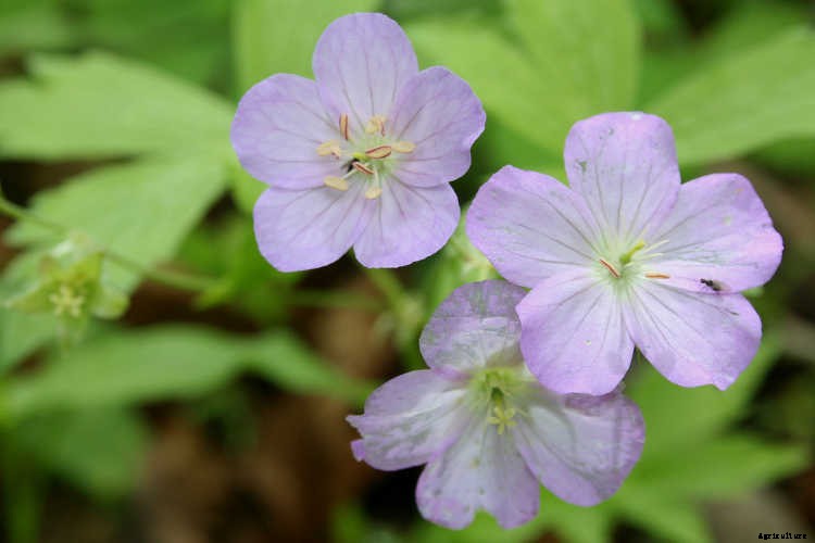 Geraniums: Grow These Prolific & Colorful Flowers In Your Garden