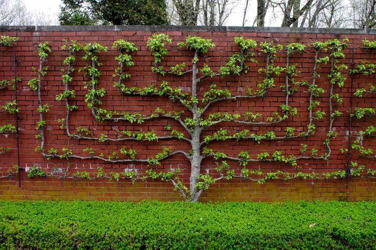Espalier Fruit Trees: Big Harvests In Small Spaces