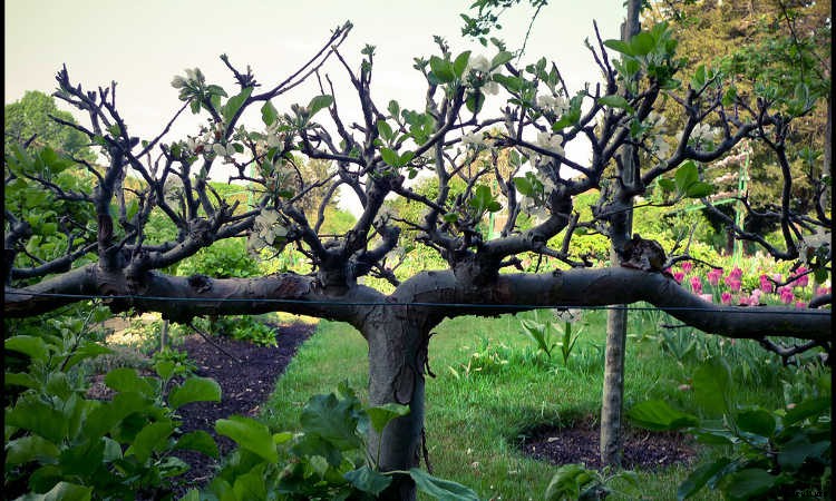 Espalier Fruit Trees: Big Harvests In Small Spaces