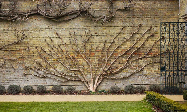 Espalier Fruit Trees: Big Harvests In Small Spaces