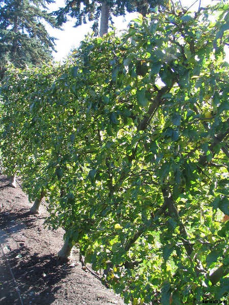 Espalier Fruit Trees: Big Harvests In Small Spaces