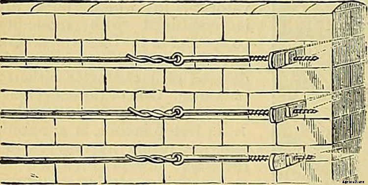 Espalier Fruit Trees: Big Harvests In Small Spaces