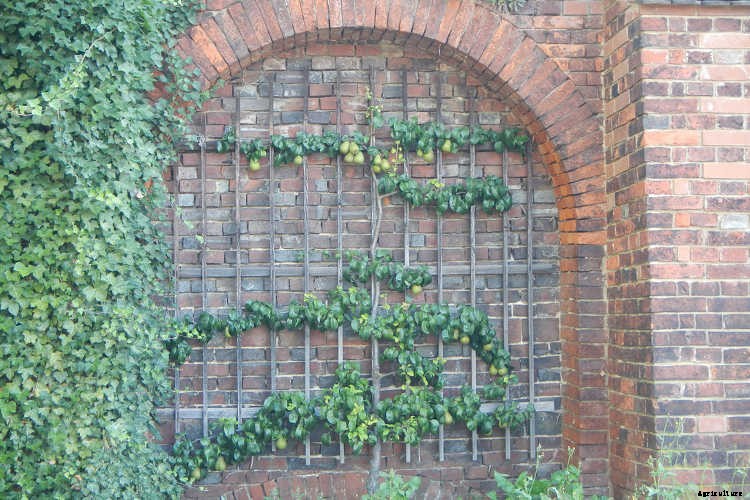 Espalier Fruit Trees: Big Harvests In Small Spaces