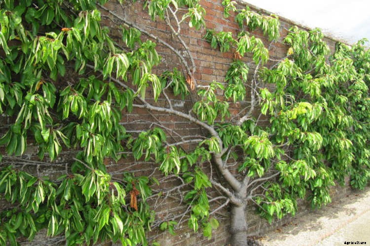 Espalier Fruit Trees: Big Harvests In Small Spaces