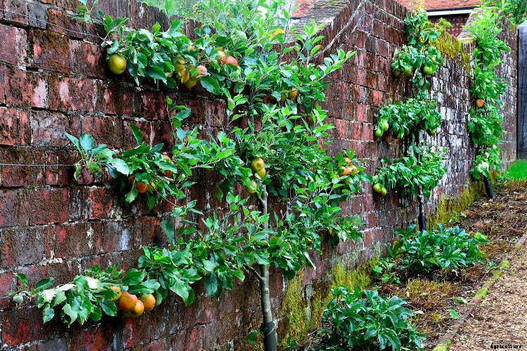 Espalier Fruit Trees: Big Harvests In Small Spaces
