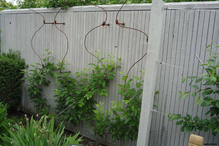 Espalier Fruit Trees: Big Harvests In Small Spaces