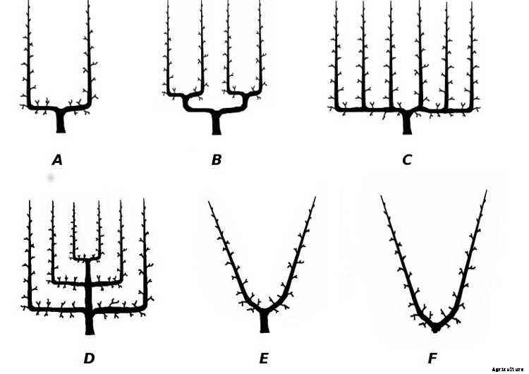 Espalier Fruit Trees: Big Harvests In Small Spaces