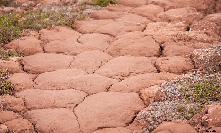 Clay Soil: Tips for Amending & Improving Your Soil