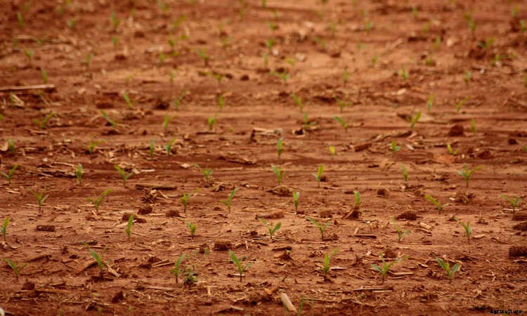 Clay Soil: Tips for Amending & Improving Your Soil