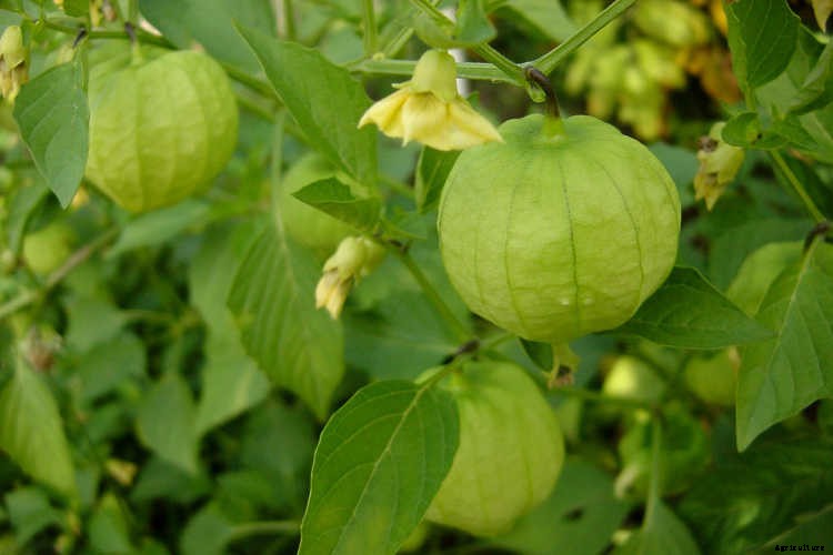 Growing Tomatillos: Enjoy Salsa Verde All Summer Long