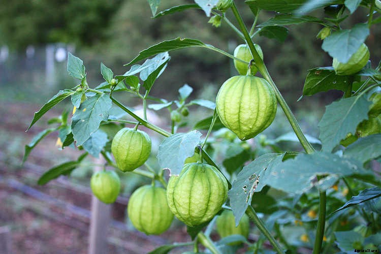 Growing Tomatillos: Enjoy Salsa Verde All Summer Long