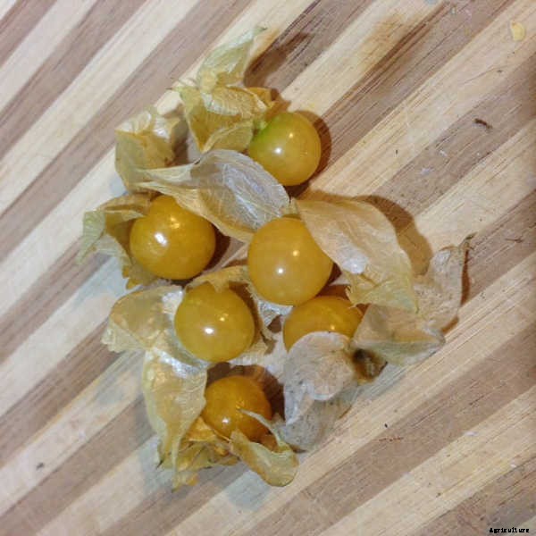 Growing Tomatillos: Enjoy Salsa Verde All Summer Long