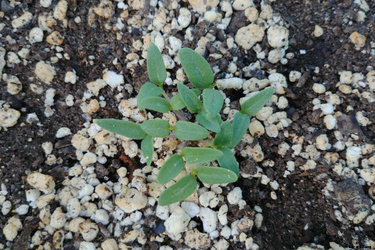 Growing Tomatillos: Enjoy Salsa Verde All Summer Long