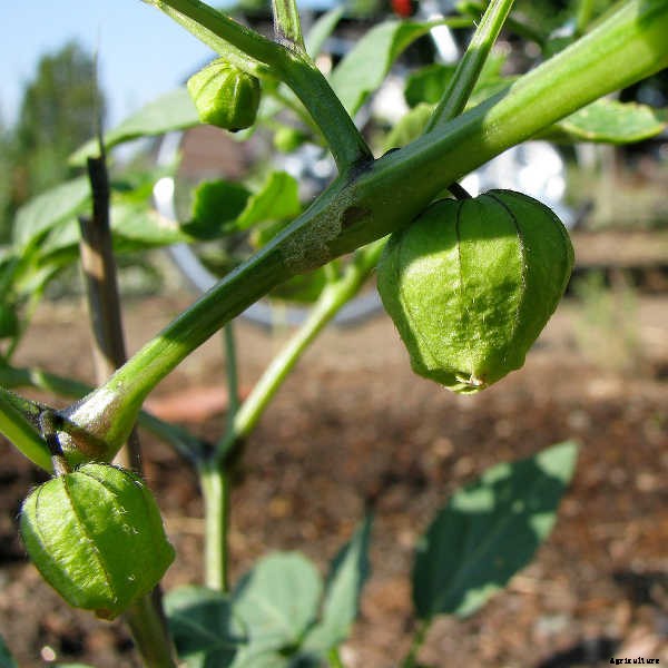 Growing Tomatillos: Enjoy Salsa Verde All Summer Long