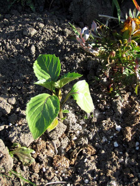 Growing Tomatillos: Enjoy Salsa Verde All Summer Long