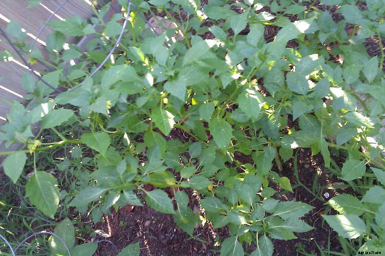 Growing Tomatillos: Enjoy Salsa Verde All Summer Long