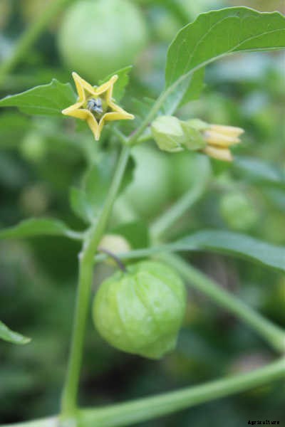Growing Tomatillos: Enjoy Salsa Verde All Summer Long