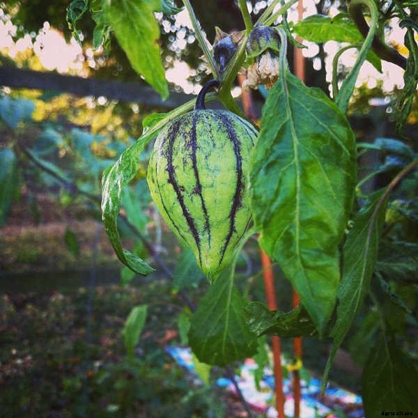 Growing Tomatillos: Enjoy Salsa Verde All Summer Long