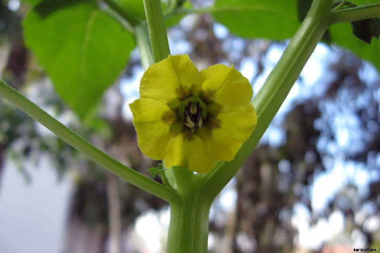 Growing Tomatillos: Enjoy Salsa Verde All Summer Long