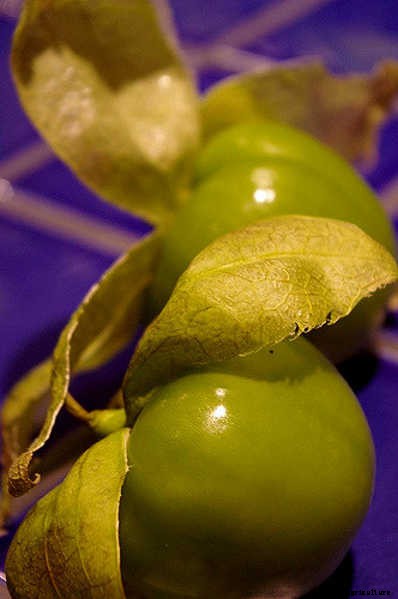 Growing Tomatillos: Enjoy Salsa Verde All Summer Long