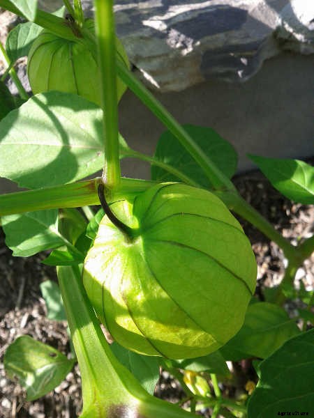 Growing Tomatillos: Enjoy Salsa Verde All Summer Long