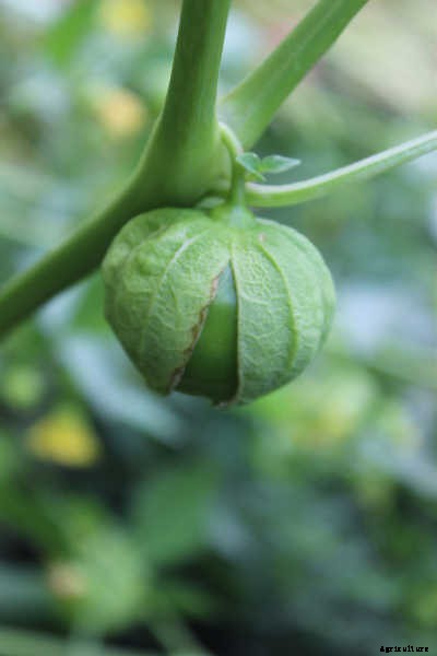 Growing Tomatillos: Enjoy Salsa Verde All Summer Long