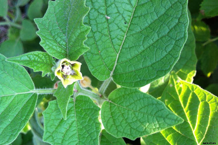 Growing Tomatillos: Enjoy Salsa Verde All Summer Long