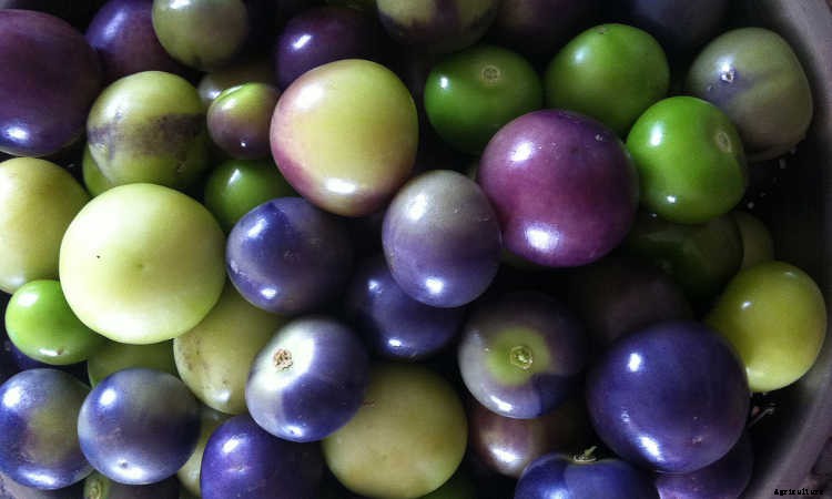 Growing Tomatillos: Enjoy Salsa Verde All Summer Long